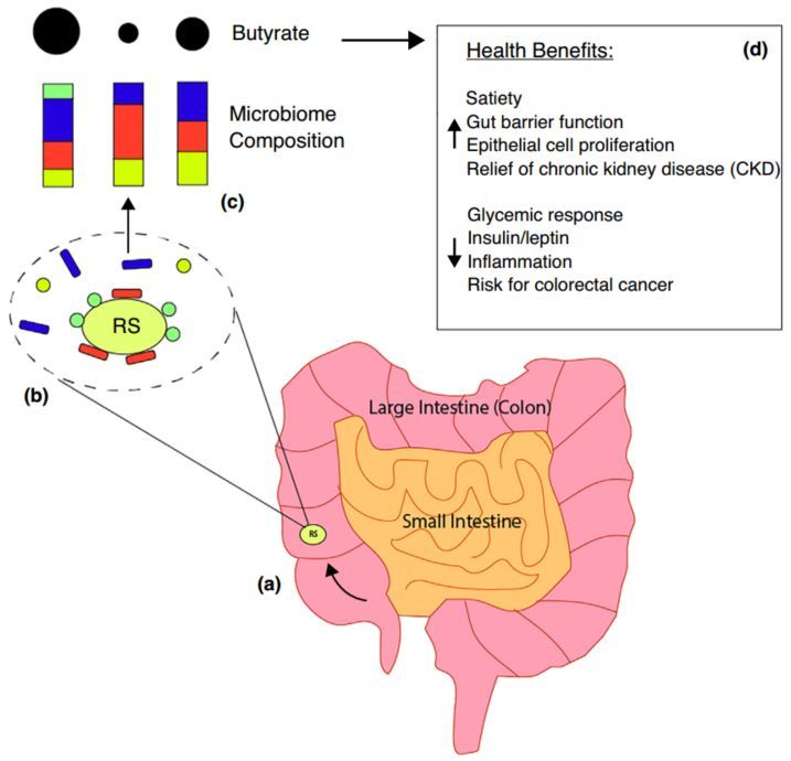膳食纖維的基本功效